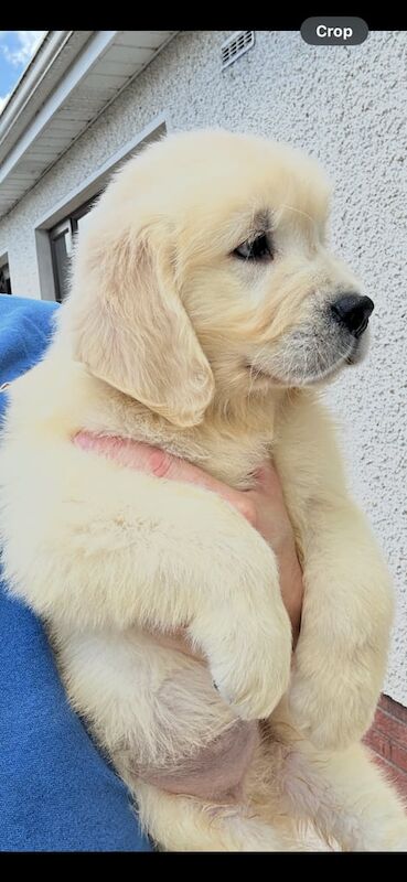 Golden Retriever puppies for sale in Armagh, County Armagh – KC registered, 7 weeks old - Image 3 of 3