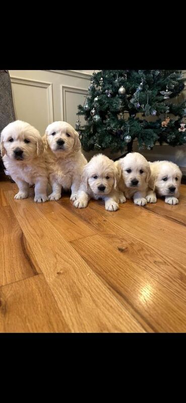 IKC retriever pups - Image 2 of 3