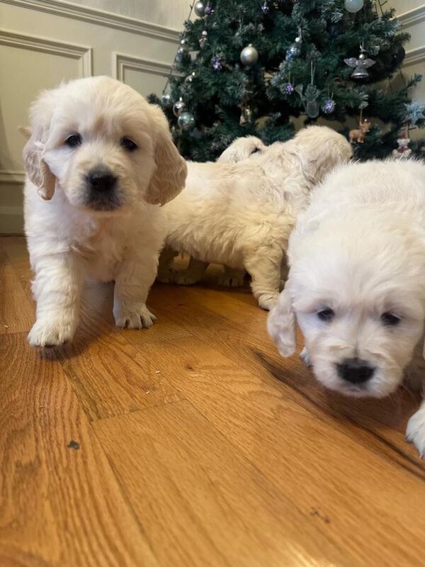 IKC retriever pups - Image 3 of 3