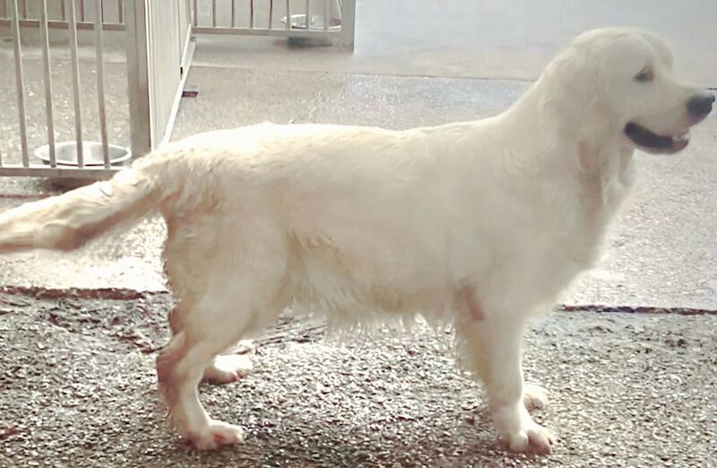 INTERNATIONAL PEDIGREE MOST HEALTH TESTED SHOW LITTER ON THE MARKET. for sale in Doncaster, South Yorkshire - Image 2