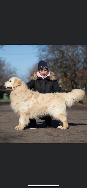 Golden Retriever puppies for sale in Doncaster, South Yorkshire – KC registered, 5 days old