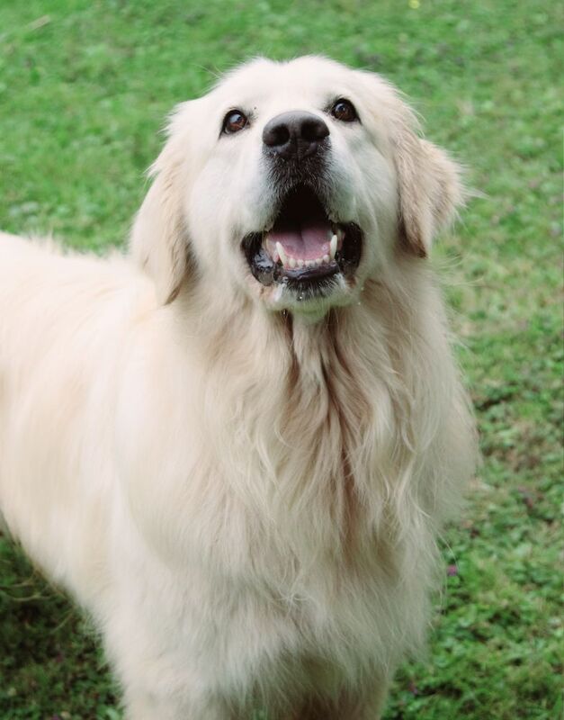 Golden Retriever puppies for sale in Doncaster, South Yorkshire – KC registered, 3 weeks old - Image 3 of 8