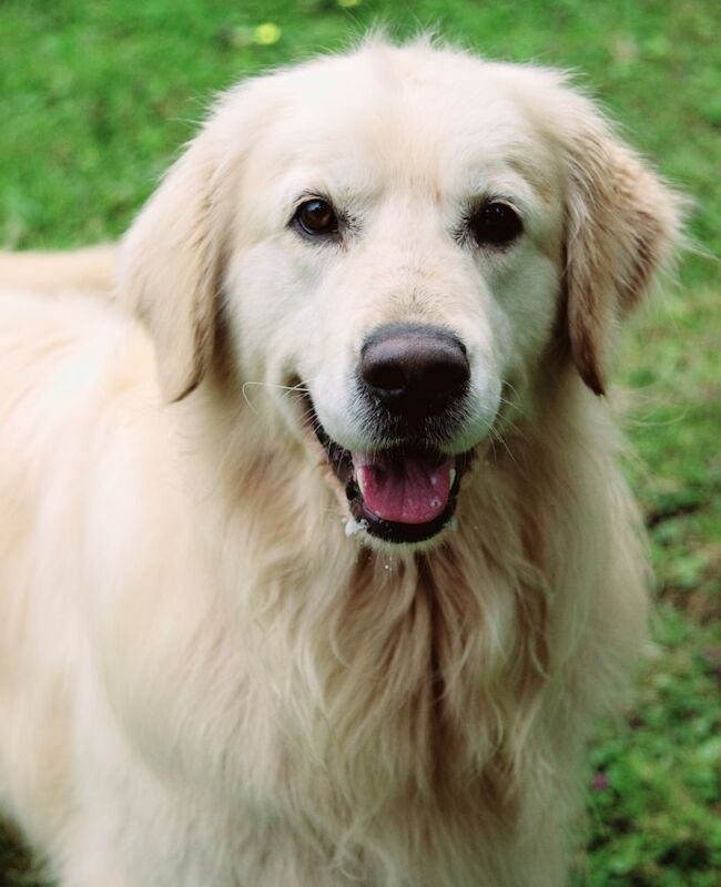 Golden Retriever puppies for sale in Doncaster, South Yorkshire – KC registered, 3 weeks old - Image 5 of 8