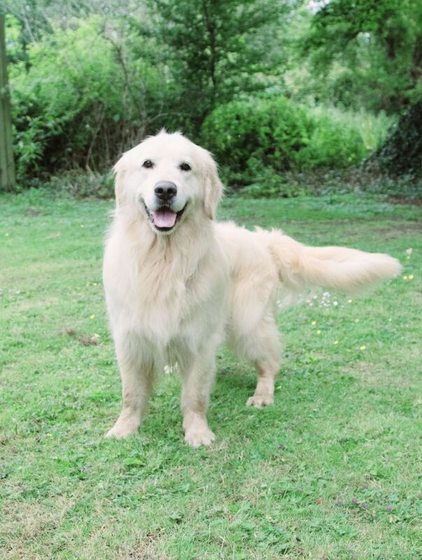 Golden Retriever puppies for sale in Doncaster, South Yorkshire – KC registered, 3 weeks old - Image 6 of 8