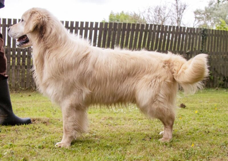 Golden Retriever puppies for sale in Doncaster, South Yorkshire – KC registered, 3 weeks old - Image 7 of 8
