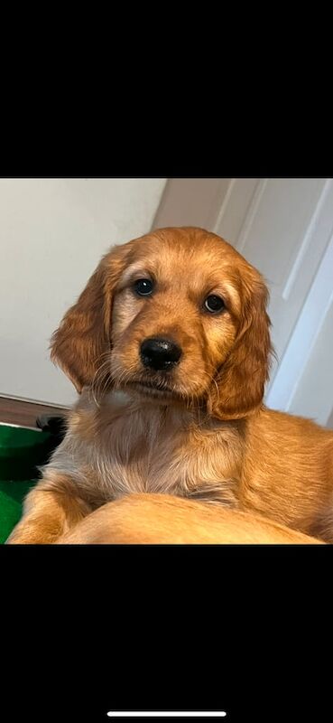 Irish golden retriever puppies for sale in South Elmsall, West Yorkshire