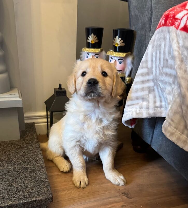 Irish kennel club puppies for sale discount