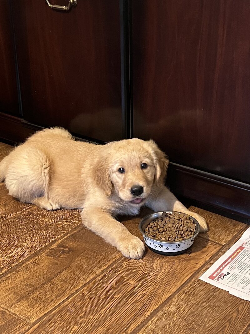 🐾🐶 Irresistible Golden Retriever Puppies Find Your Furry Best Friend
