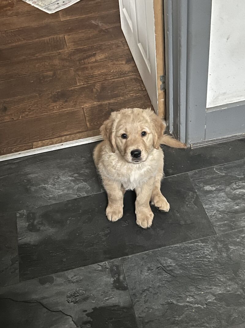 Golden Labrador Puppies For Sale Near Me Find Your Perfect Furry Friend - au9tro2