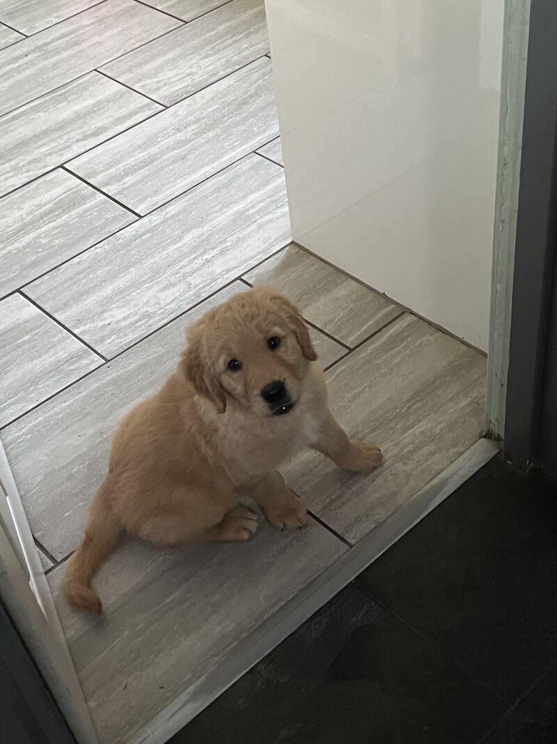 🐾🐶 Irresistible Golden Retriever Puppies Find Your Furry Best Friend