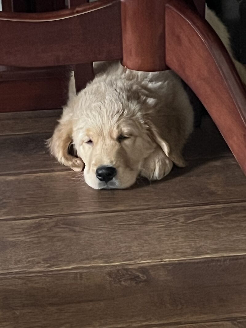 🐾🐶 Irresistible Golden Retriever Puppies Find Your Furry Best Friend