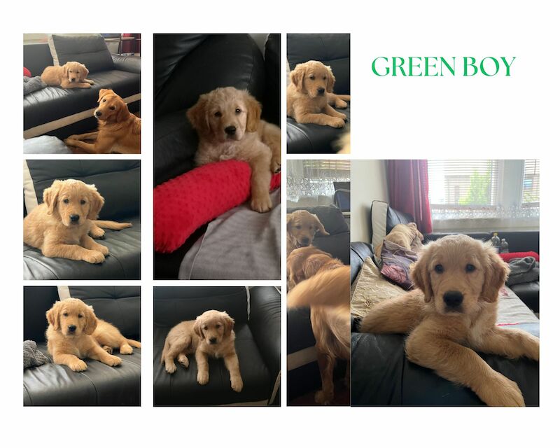 Golden Labrador Puppies For Sale Near Me Find Your Perfect Furry Friend - aavk7uu
