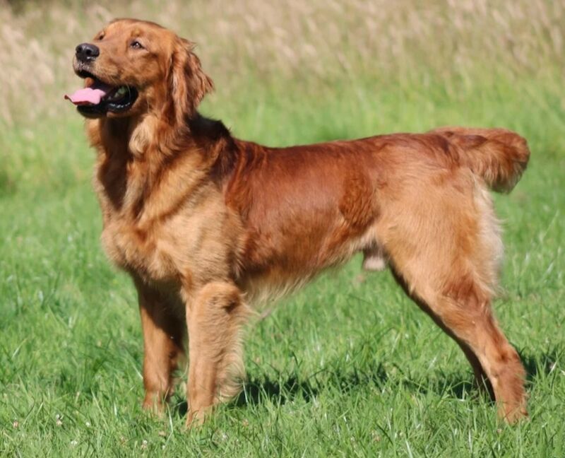 KC Champion Therapy Puppies: Ethical Breeder for sale in East Riding of Yorkshire | Image 3