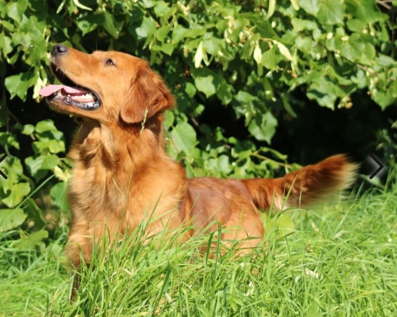 KC Champion Therapy Puppies: Ethical Breeder for sale in East Riding of Yorkshire | Image 4