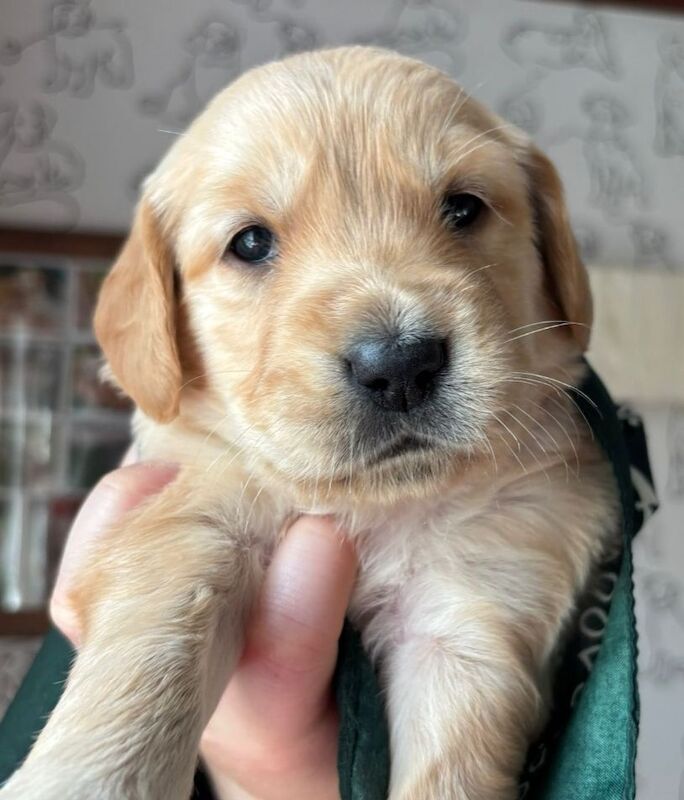 KC Champion Therapy Puppies: Ethical Breeder for sale in East Riding of Yorkshire