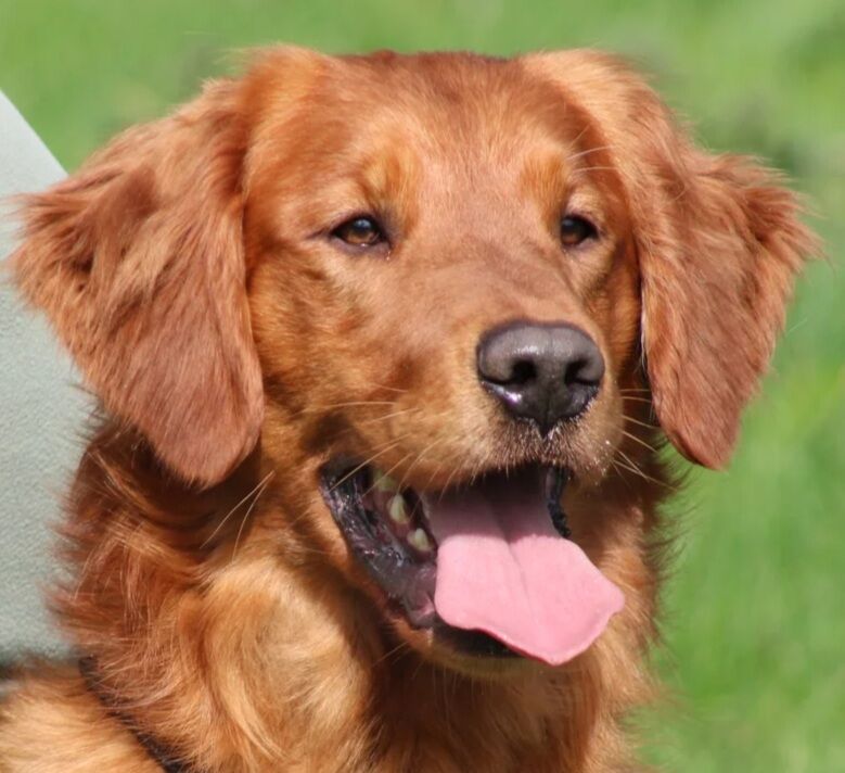 KC Champion Therapy Puppies: Ethical Breeder for sale in East Riding of Yorkshire - Image 3