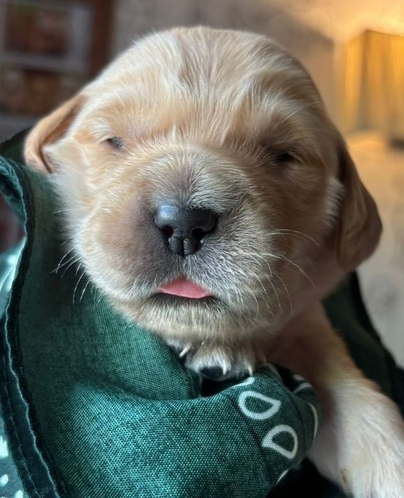 KC Champion Therapy Puppies: Ethical Breeder for sale in East Riding of Yorkshire | Image 4