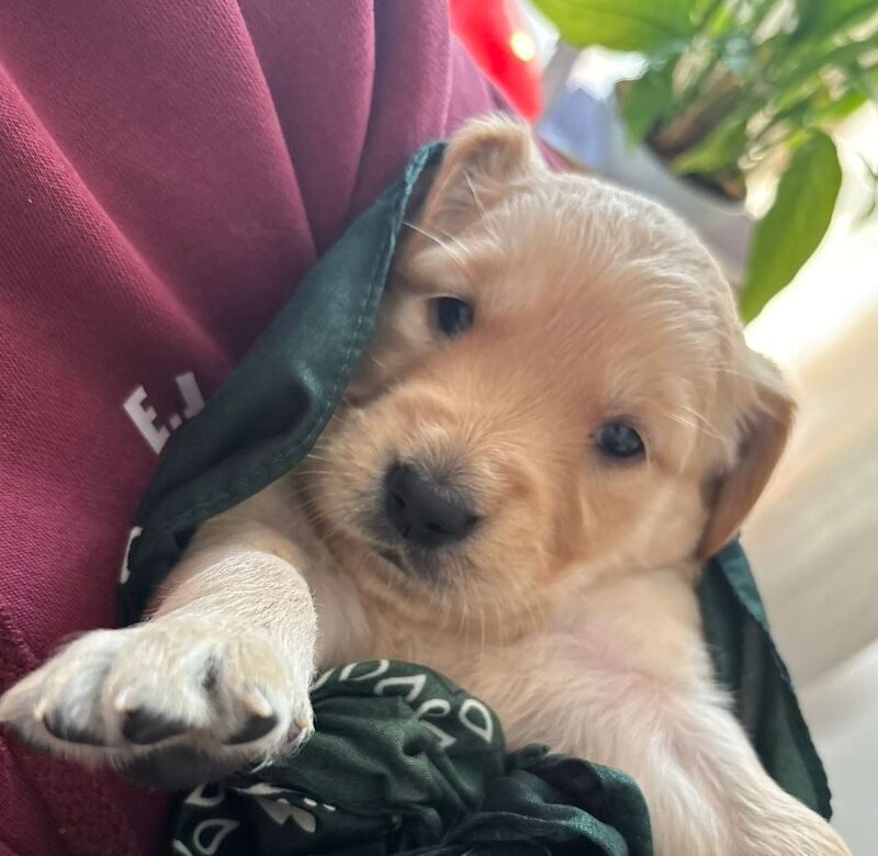KC Champion Therapy Puppies: Ethical Breeder for sale in East Riding of Yorkshire - Image 6