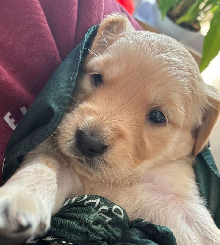 KC Champion Therapy Puppies: Ethical Breeder for sale in East Riding of Yorkshire - Image 7