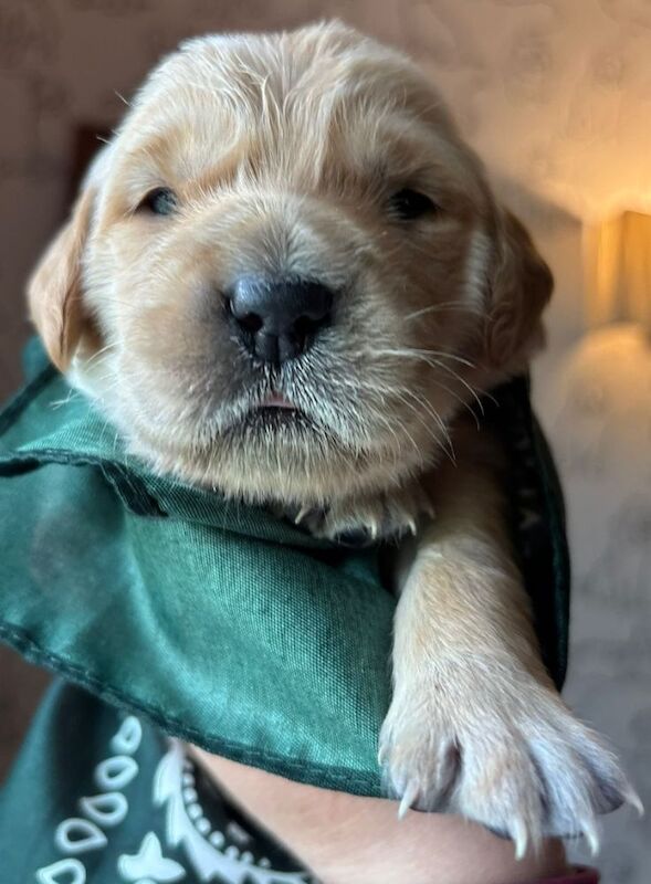 KC Champion Therapy Puppies: Ethical Breeder for sale in East Riding of Yorkshire - Image 8