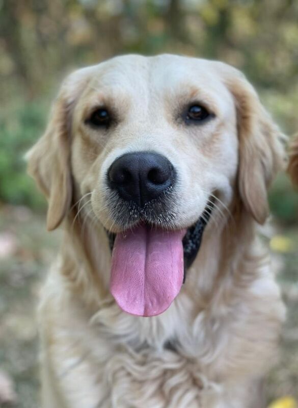 KC Champion Therapy Puppies: Ethical Breeder for sale in East Riding of Yorkshire - Image 9