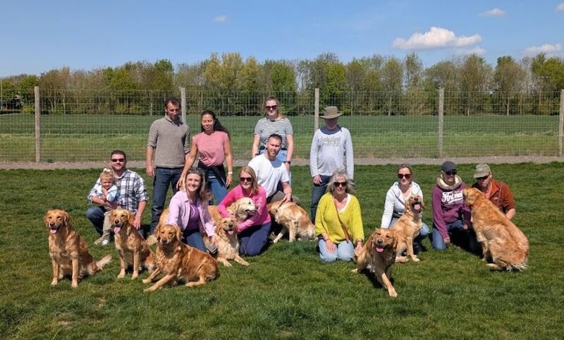KC Champion Therapy Puppies: Ethical Breeder for sale in East Riding of Yorkshire - Image 12