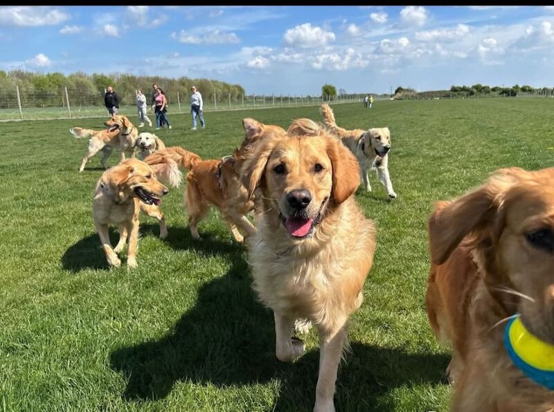 KC Champion Therapy Puppies: Ethical Breeder for sale in East Riding of Yorkshire - Image 14