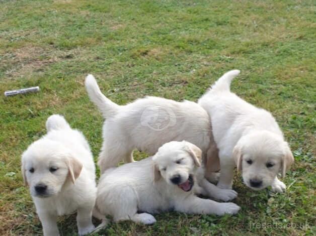 Golden Retriever puppies for sale in Telford, Shropshire – 1 year old - Image 1 of 5