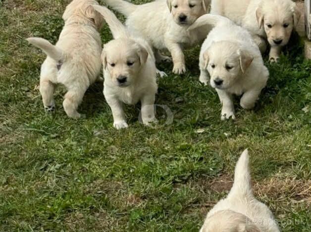 Golden Retriever puppies for sale in Telford, Shropshire – 1 year old - Image 2 of 5