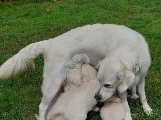 Golden Retriever puppies for sale in Telford, Shropshire – 1 year old - Image 3 of 5