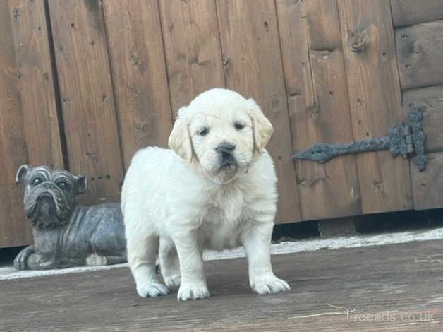 Golden Retriever puppies for sale in Telford, Shropshire – 1 year old - Image 4 of 5