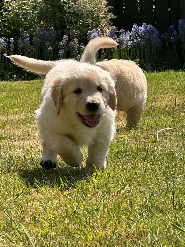 KC chunky Golden Retriever puppies for sale in Thirsk, North Yorkshire | Image 2