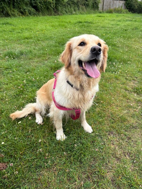Kennel Club Registered Golden Retriever Puppies For Sale