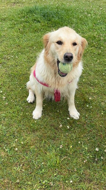 Golden Retriever puppies for sale in East Kilbride, Lanarkshire – KC registered, 3 weeks old - Image 2 of 5