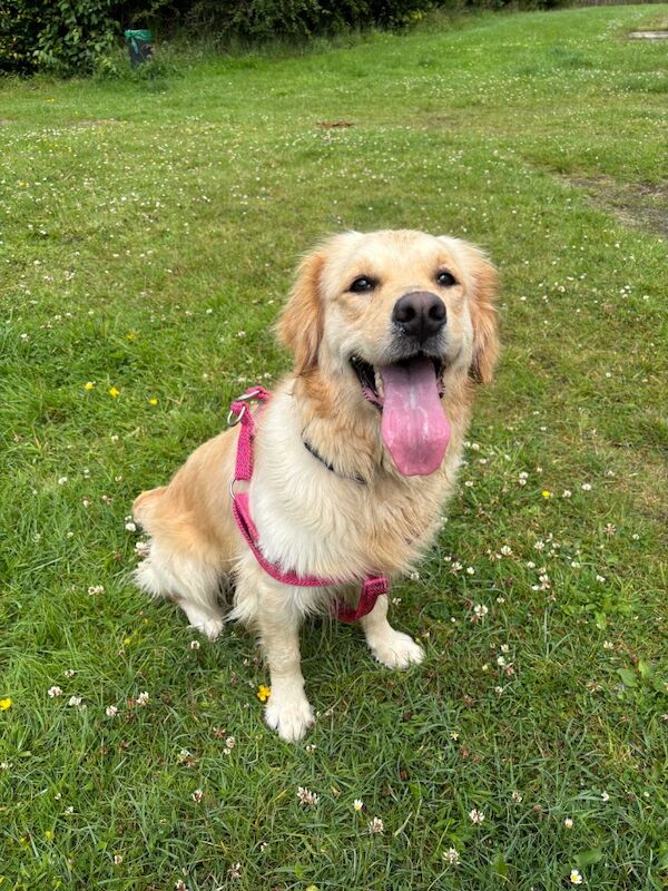 Golden Retriever puppies for sale in East Kilbride, Lanarkshire – KC registered, 3 weeks old - Image 3 of 5