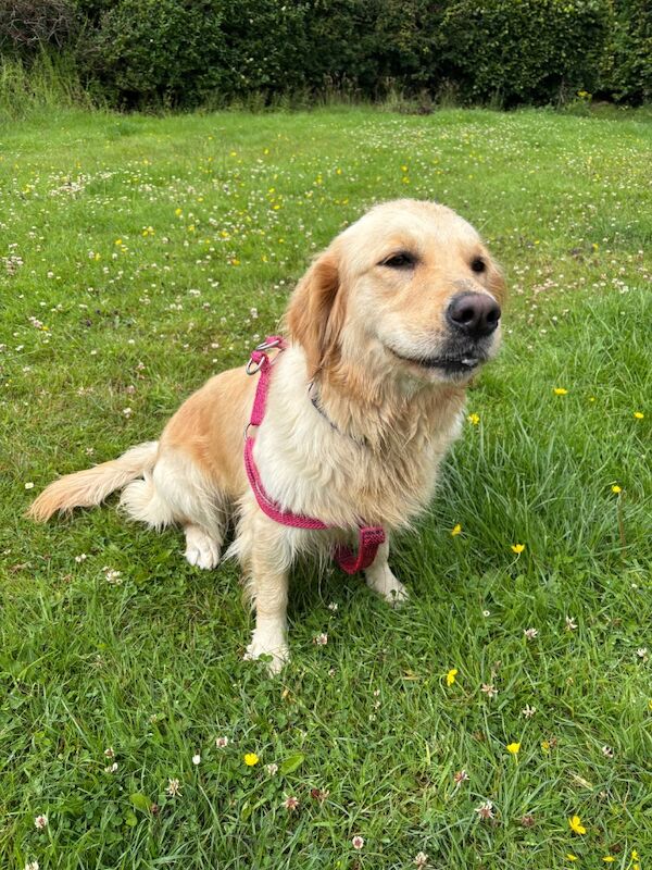 Golden Retriever puppies for sale in East Kilbride, Lanarkshire – KC registered, 3 weeks old - Image 4 of 5