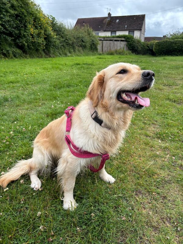 Golden Retriever puppies for sale in East Kilbride, Lanarkshire – KC registered, 3 weeks old - Image 5 of 5