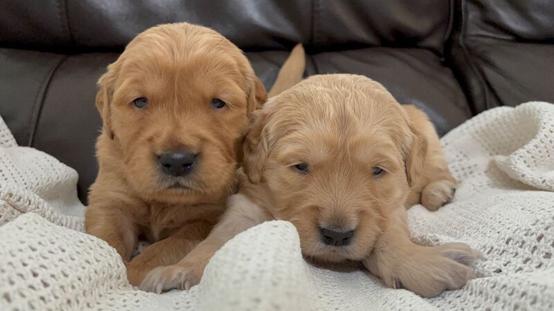 Golden Retriever puppies for sale in Glasgow, City of Glasgow – KC registered, 3 weeks old
