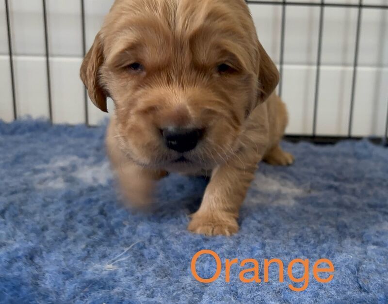 Golden Retriever puppies for sale in Glasgow, City of Glasgow – KC registered, 3 weeks old - Image 3 of 15