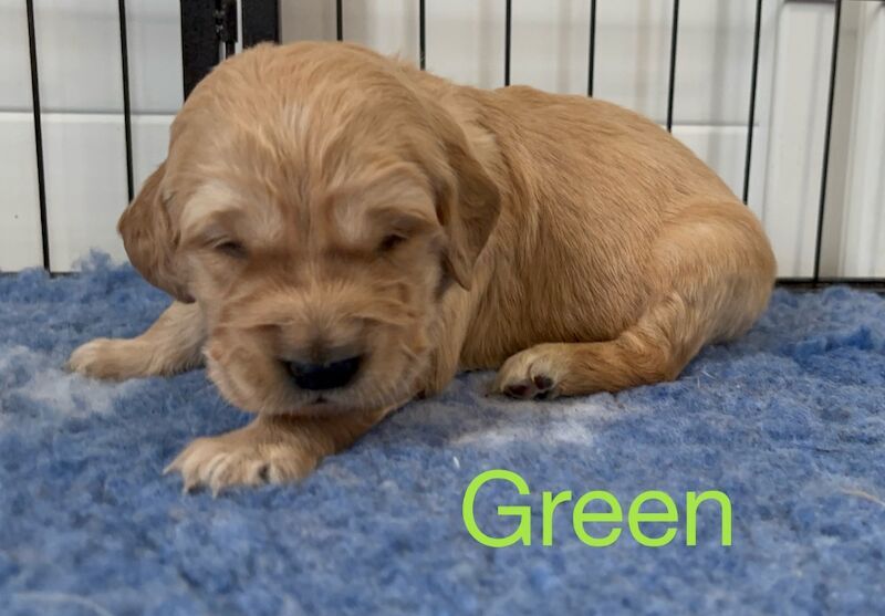 Golden Retriever puppies for sale in Glasgow, City of Glasgow – KC registered, 3 weeks old - Image 4 of 15