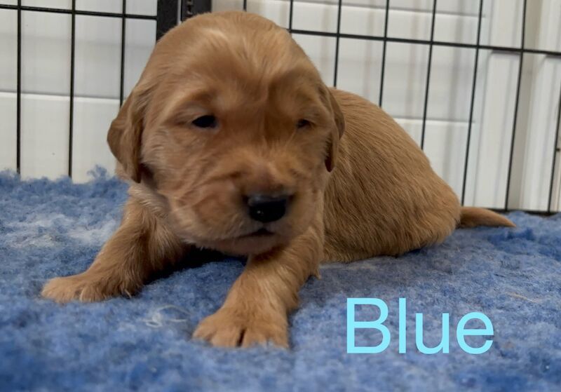 Golden Retriever puppies for sale in Glasgow, City of Glasgow – KC registered, 3 weeks old - Image 6 of 15