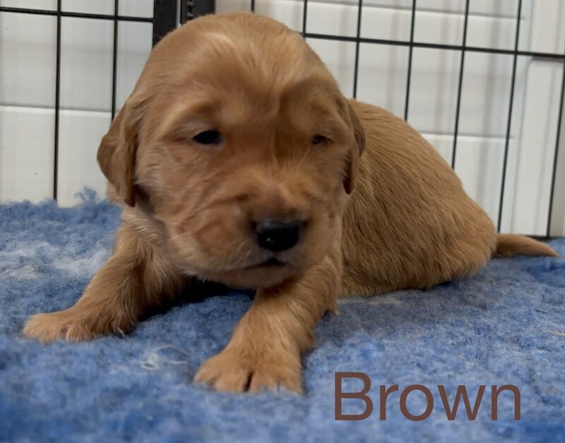 Golden Retriever puppies for sale in Glasgow, City of Glasgow – KC registered, 3 weeks old - Image 7 of 15