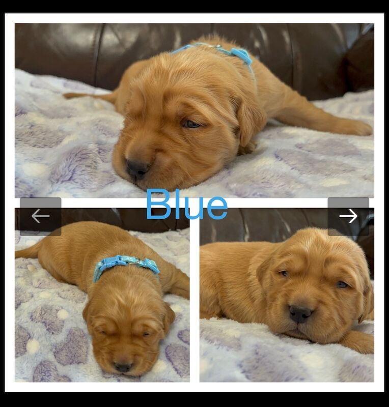 Golden Retriever puppies for sale in Glasgow, City of Glasgow – KC registered, 3 weeks old - Image 8 of 15