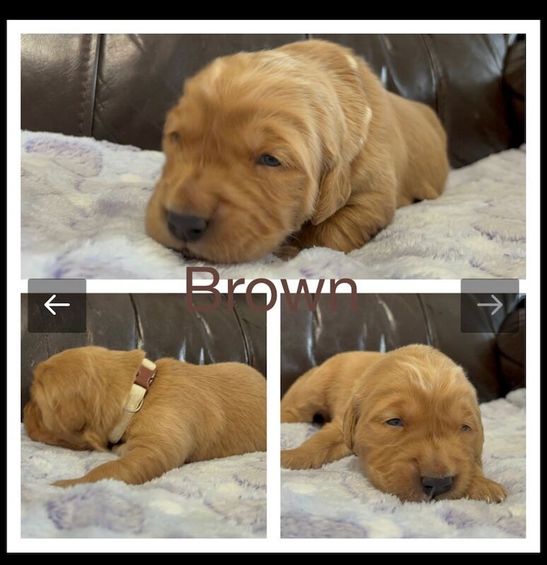 Golden Retriever puppies for sale in Glasgow, City of Glasgow – KC registered, 3 weeks old - Image 9 of 15