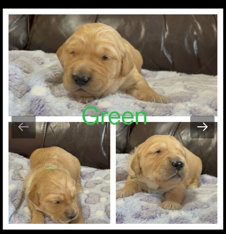 Golden Retriever puppies for sale in Glasgow, City of Glasgow – KC registered, 3 weeks old - Image 10 of 15