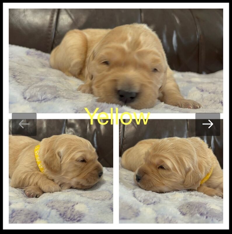 Golden Retriever puppies for sale in Glasgow, City of Glasgow – KC registered, 3 weeks old - Image 11 of 15