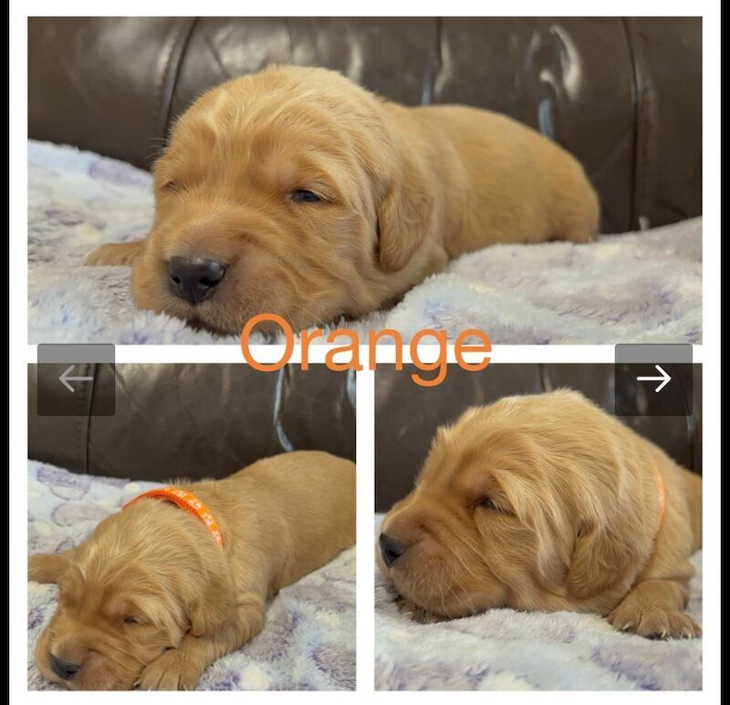 Golden Retriever puppies for sale in Glasgow, City of Glasgow – KC registered, 3 weeks old - Image 12 of 15