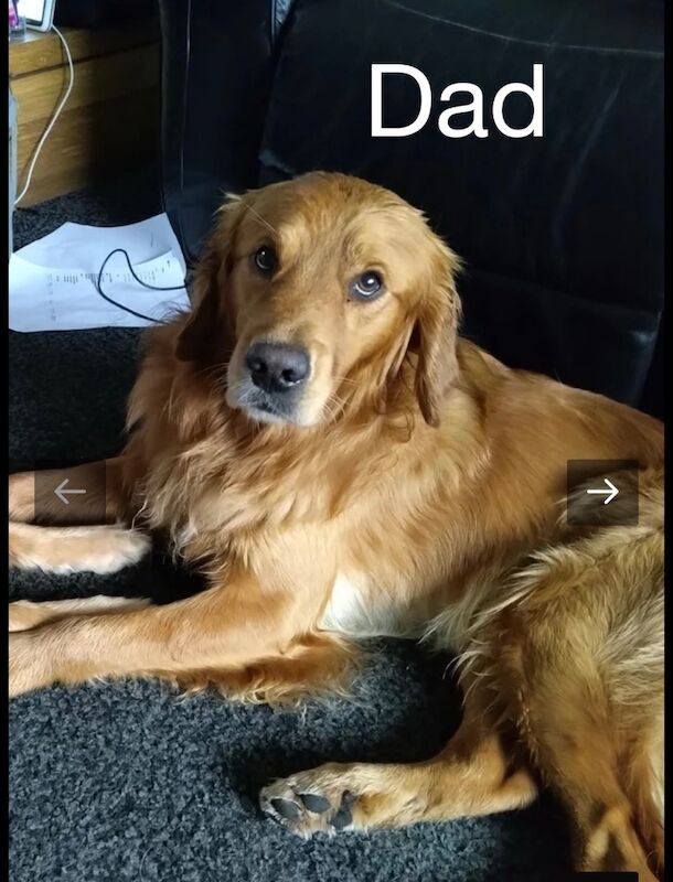 Golden Retriever puppies for sale in Glasgow, City of Glasgow – KC registered, 3 weeks old - Image 13 of 15