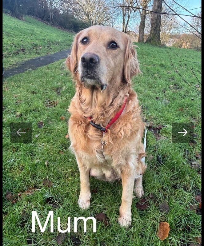 Golden Retriever puppies for sale in Glasgow, City of Glasgow – KC registered, 3 weeks old - Image 14 of 15