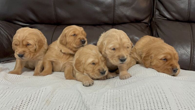 Golden Retriever puppies for sale in Glasgow, City of Glasgow – KC registered, 3 weeks old - Image 15 of 15